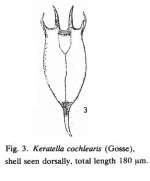 Keratella cochlearis pachyacantha