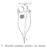 Keratella cochlearis pachyacantha
