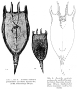 Keratella cochlearis pachyacantha - Original description image