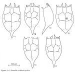 Keratella cochlearis polaris - Original description image