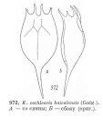 Keratella cochlearis var. baicalensis