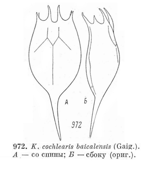 Keratella cochlearis var. baicalensis