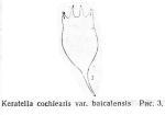 Keratella cochlearis var. baicalensis - Original description image