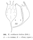 Keratella cochlearis var. baltica