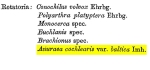 Keratella cochlearis var. baltica
