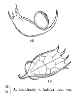 Keratella cochlearis var. baltica - Original description image