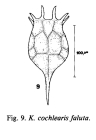Keratella cochlearis var. faluta