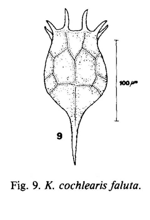 Keratella cochlearis var. faluta Keratella cochlearis var. faluta