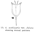 Keratella cochlearis var. faluta