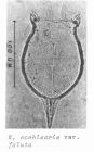 Keratella cochlearis var. faluta