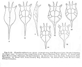 Keratella cochlearis var. faluta