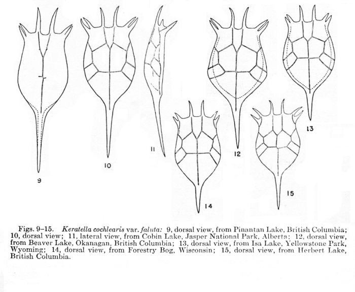 Keratella cochlearis var. faluta Keratella cochlearis var. faluta