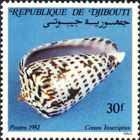 Conus inscriptus Conus inscriptus
