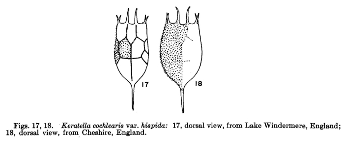 Keratella cochlearis var. hispida