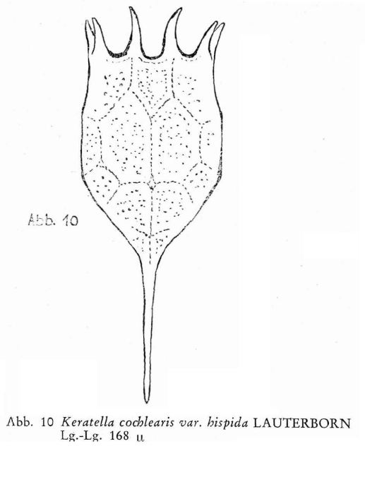 Keratella cochlearis var. hispida