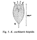 Keratella cochlearis var. hispida