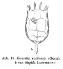 Keratella cochlearis var. hispida