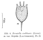 Keratella cochlearis var. hispida