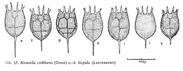 Keratella cochlearis var. hispida