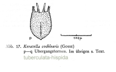 Keratella cochlearis var. hispida