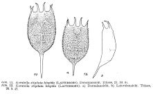 Keratella cochlearis var. hispida