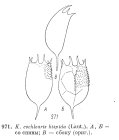 Keratella cochlearis var. hispida