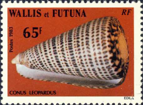 Conus leopardus