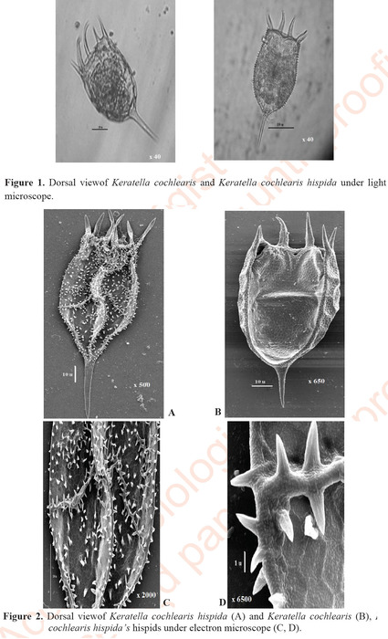 Keratella cochlearis var. hispida Keratella cochlearis var. hispida