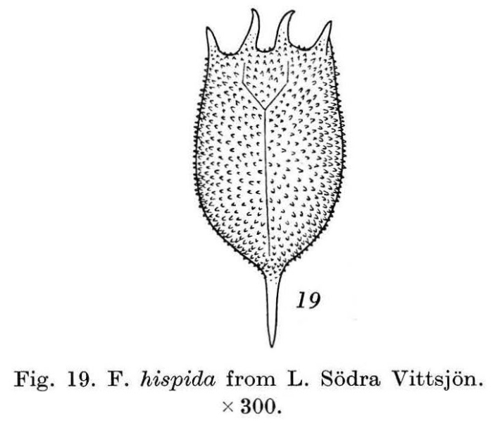 Keratella cochlearis var. hispida Keratella cochlearis var. hispida