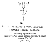 Keratella cochlearis var. hispida
