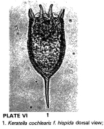 Keratella cochlearis var. hispida