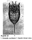 Keratella cochlearis var. hispida