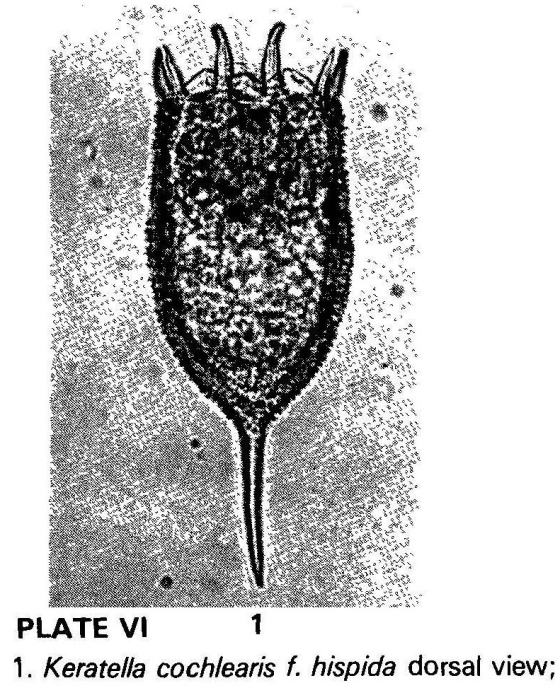 Keratella cochlearis var. hispida Keratella cochlearis var. hispida