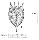 Keratella cochlearis var. hispida