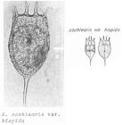 Keratella cochlearis var. hispida