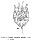 Keratella cochlearis var. hispida