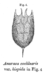 Keratella cochlearis var. hispida - Original description image