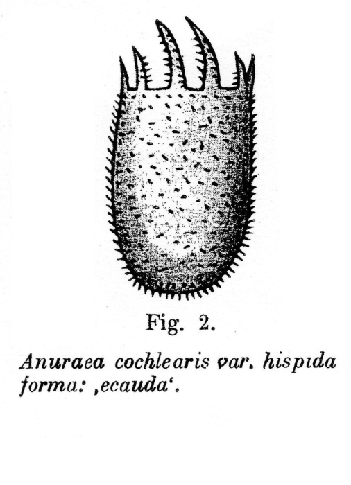 Keratella cochlearis var. hispida f. ecauda - Original description image