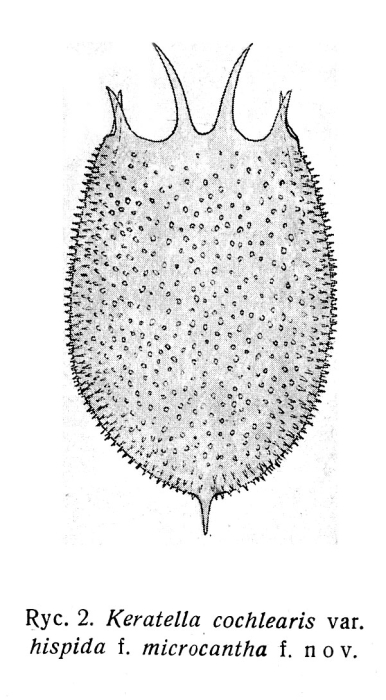 Keratella cochlearis var. hispida f. microcantha - Original description image