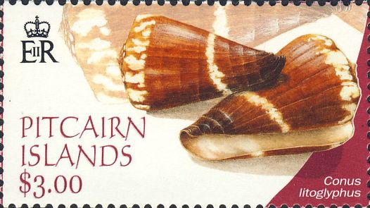 Conus litoglyphus Conus litoglyphus
