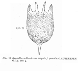 Keratella cochlearis var. hispida f. pustulata