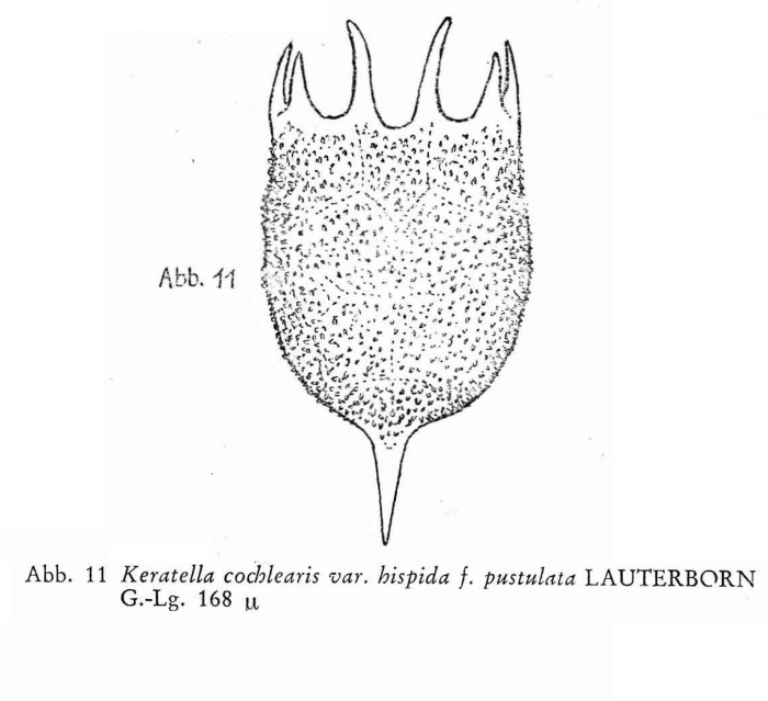 Keratella cochlearis var. hispida f. pustulata Keratella cochlearis var. hispida f. pustulata