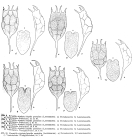 Keratella cochlearis var. hispida f. pustulata