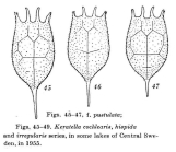 Keratella cochlearis var. hispida f. pustulata