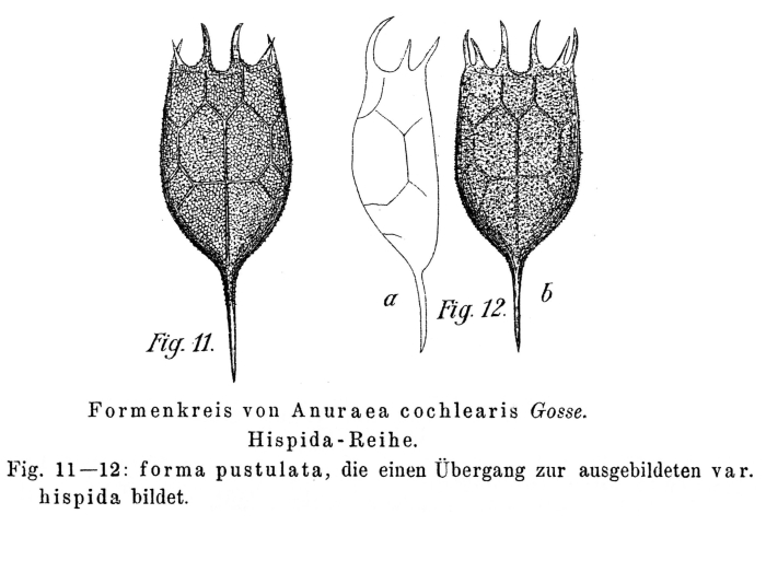 Keratella cochlearis var. hispida f. pustulata - Original description image