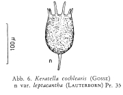 Keratella cochlearis var. leptacantha