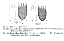 Keratella cochlearis var. leptacantha