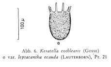 Keratella cochlearis var. leptacantha f. ecaudata