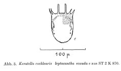 Keratella cochlearis var. leptacantha f. ecaudata