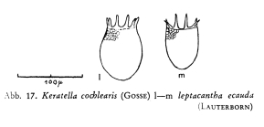 Keratella cochlearis var. leptacantha f. ecaudata
